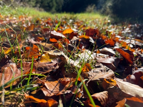 autumn leaves in the grass