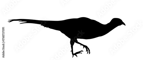 Running pheasant vector silhouette illustration isolated on background. Ring necked pheasant shape shadow male symbol. Phasianus colchicus. Beautiful animal wild bird portrait. 