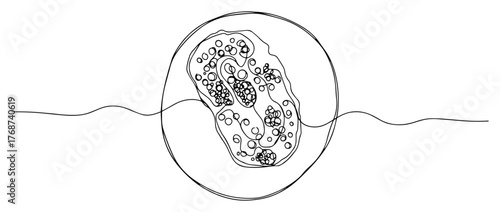 Bacterium suspended in water, continuous line microbiology, single cell in liquid for science and health