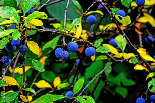 sloe on the branch
