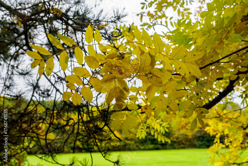 yellow leaves in the park