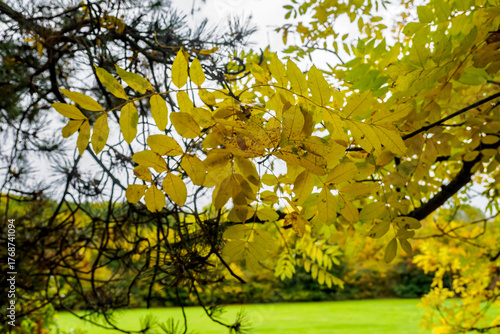 yellow leaves in park