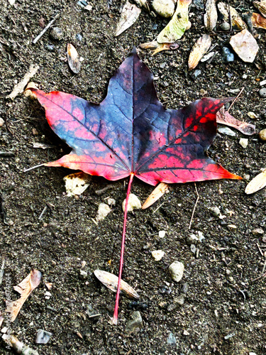 maple leaf on the path