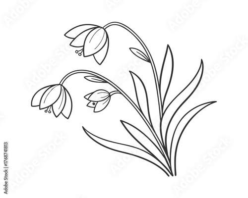 Elegant Floral Line Art Illustration of Delicate Bell Flowers with Graceful Leaves for Coloring Books and Creative Design Projects
