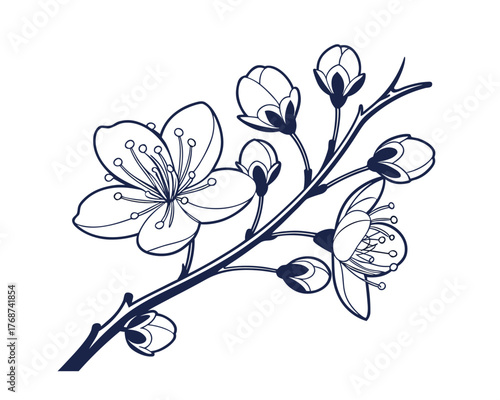 Delicate Plum Blossom Branch Illustration with Open Flowers and Buds Isolated on White Background Artistic Floral Design
