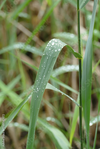 Tautropfen auf einem Blatt als Hintergrund