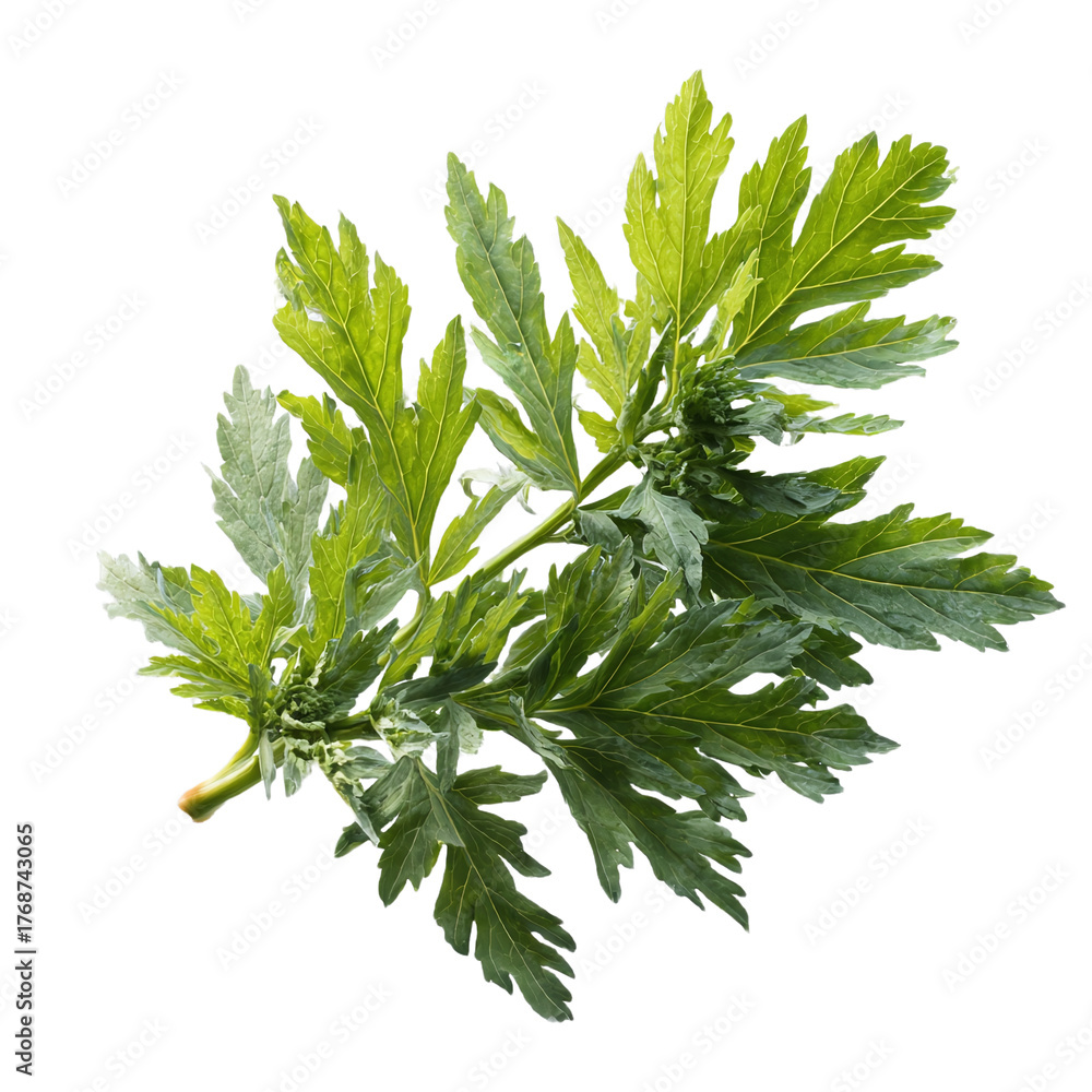 Fototapeta premium Artemisia vulgaris L, Sweet wormwood, Mugwort or artemisia annua branch green leaves on transparent png