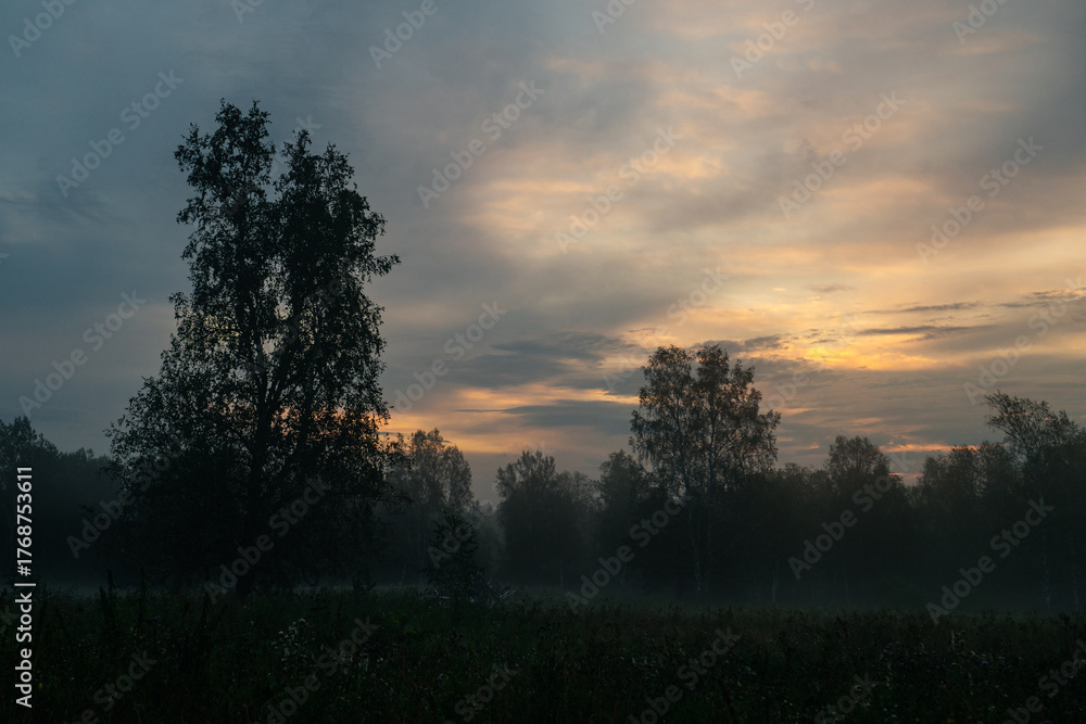 Fototapeta premium mystical fog over the edge of the forest at dawn