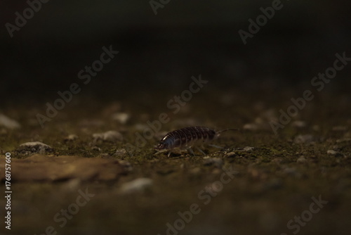  nature, wildlife, isolated, slow, water, baby, closeup, green, close, bug 