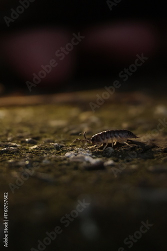  nature, wildlife, isolated, slow, water, baby, closeup, green, close, bug 