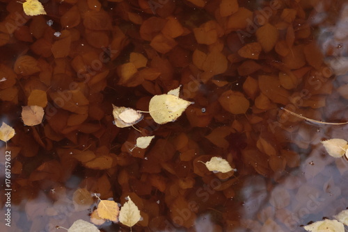 tree, forest, sky, winter, nature, branch, cold, snow, branches, woods, white