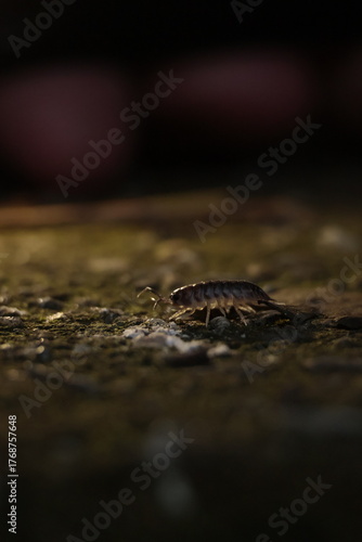  nature, wildlife, isolated, slow, water, baby, closeup, green, close, bug 