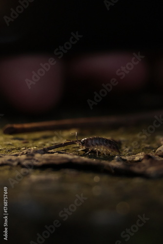  nature, wildlife, isolated, slow, water, baby, closeup, green, close, bug 