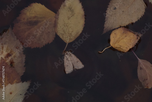  nature, wildlife, isolated, slow, water, baby, closeup, green, close, bug 