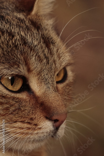 cat, animal, pet, feline, kitten, domestic, pets, cute, fur, eyes