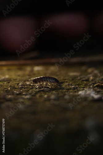  nature, wildlife, isolated, slow, water, baby, closeup, green, close, bug 