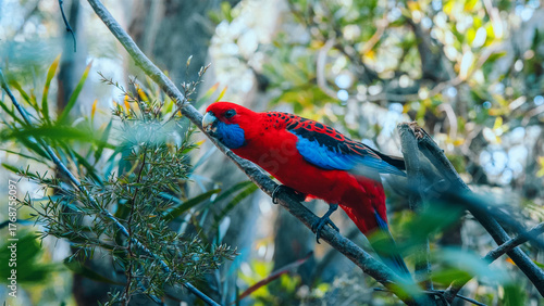 Crimson Rosella eating