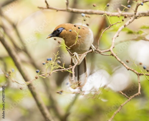 Buffy Laughingthrush