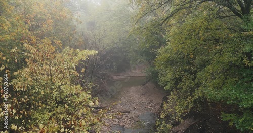 Foggy morning in the forest