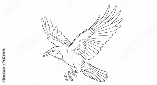 Detailed line drawing of a majestic raven soaring in the air with outstretched wings