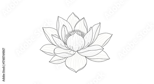 Elegant lotus flower illustration, intricate line art for creative projects and serene designs
