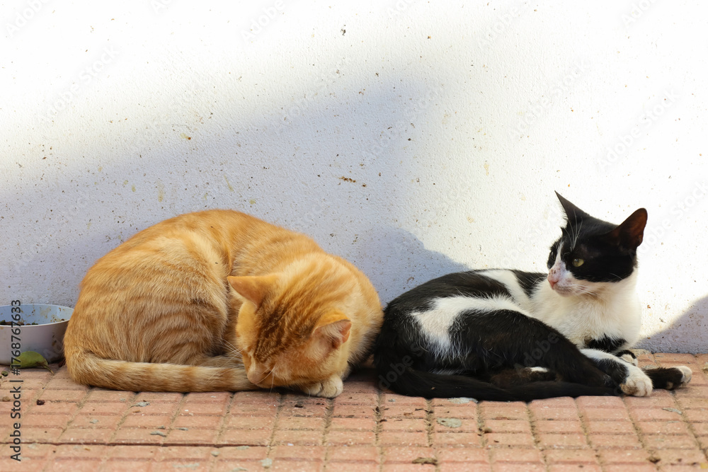 Fototapeta Two wild cats on the street with animal food in plate