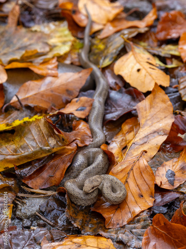 Close-up of a Smooth Snake (Coronella austriaca) on the ground among withered leaves