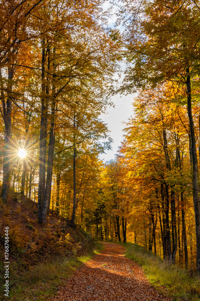 Obraz premium The sun among the autumn trees. Natural autumn landscape in the forest. A path in the autumn forest and the sun in the background
