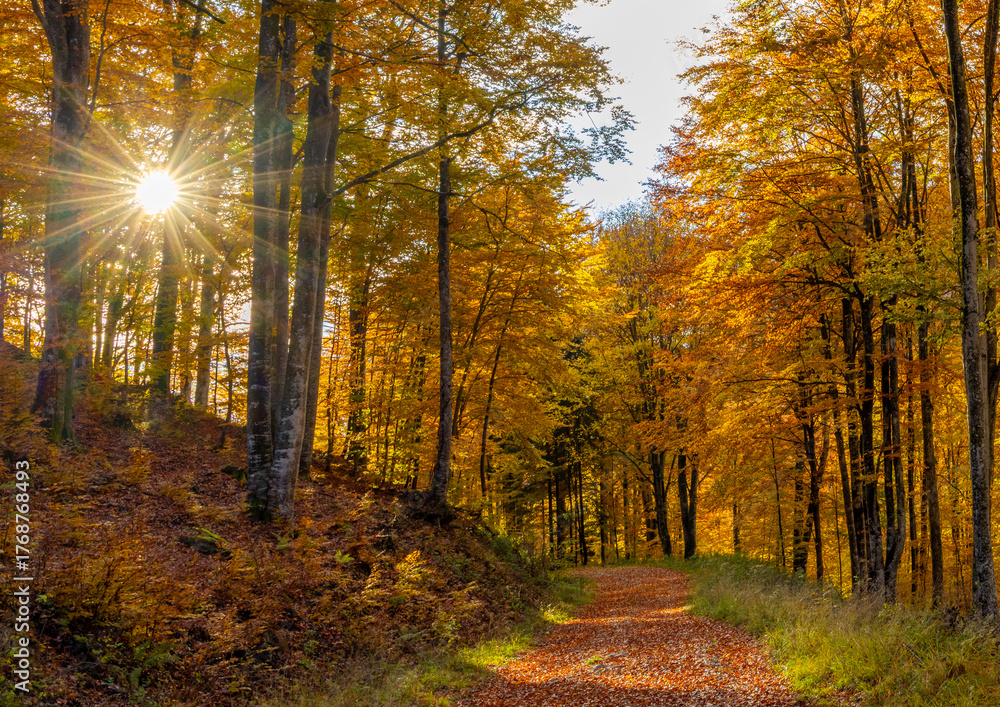 Obraz premium The sun among the autumn trees. Natural autumn landscape in the forest. A path in the autumn forest and the sun in the background