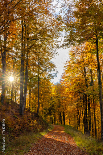 The sun among the autumn trees. Natural autumn landscape in the forest. A path in the autumn forest and the sun in the background