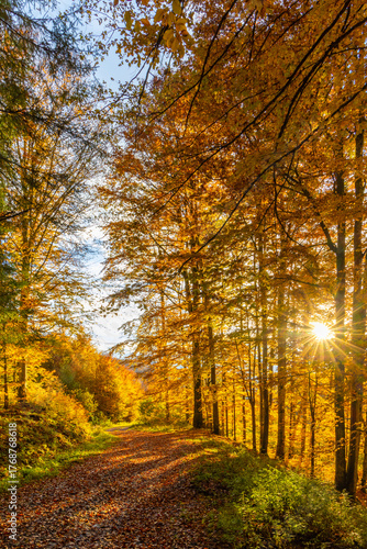 Morning landscape in a deciduous forest with vibrant autumn colors. A road covered in withered leaves through the autumn forest
