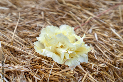 Cream rose on the hay