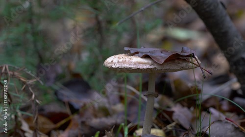 Parasol Mushroom in natural ambient (Macrolepiota procera) - (4K)