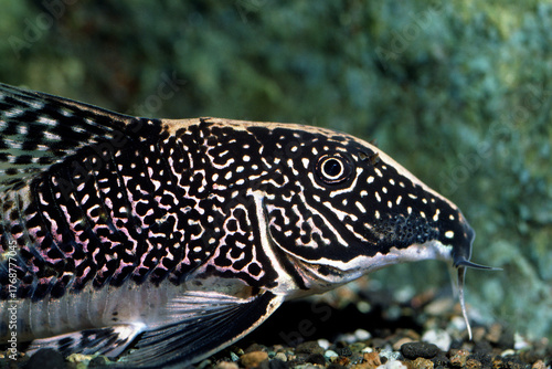 コリドラス・バルバータス　アップ　ナマズの仲間