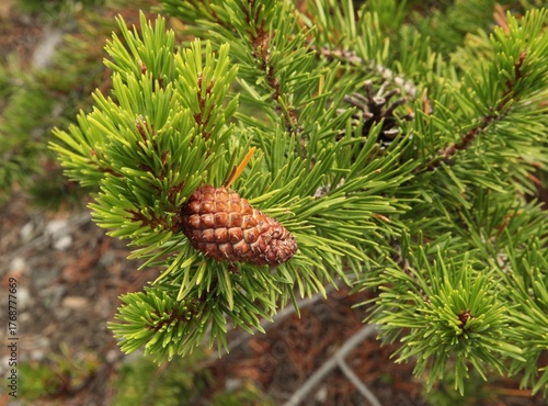 Lodgepole Pine (Pinus contorta) cone in Beartooth Mountains, Montana