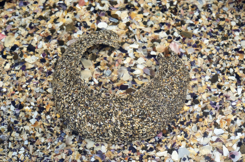 スナジャワン　ツメタガイの卵塊　干潮時