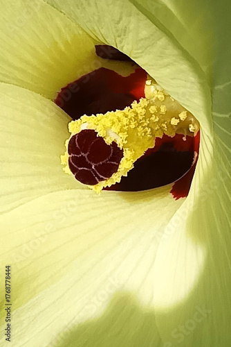 オクラの花　オクラ　アップ　グラフィック素材