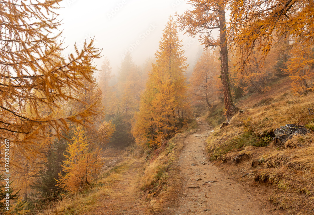 Fototapeta premium Hiking trail or path towards Autumn forest with seasonal orange yellow colored larch trees.