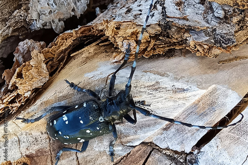 ゴマダラカミキリ