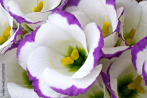 トルコキキョウ　アップ