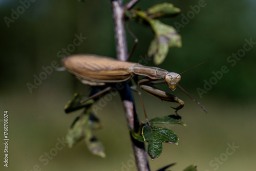 insekt, charakter, makro, bugów, zwierzak, modliszka