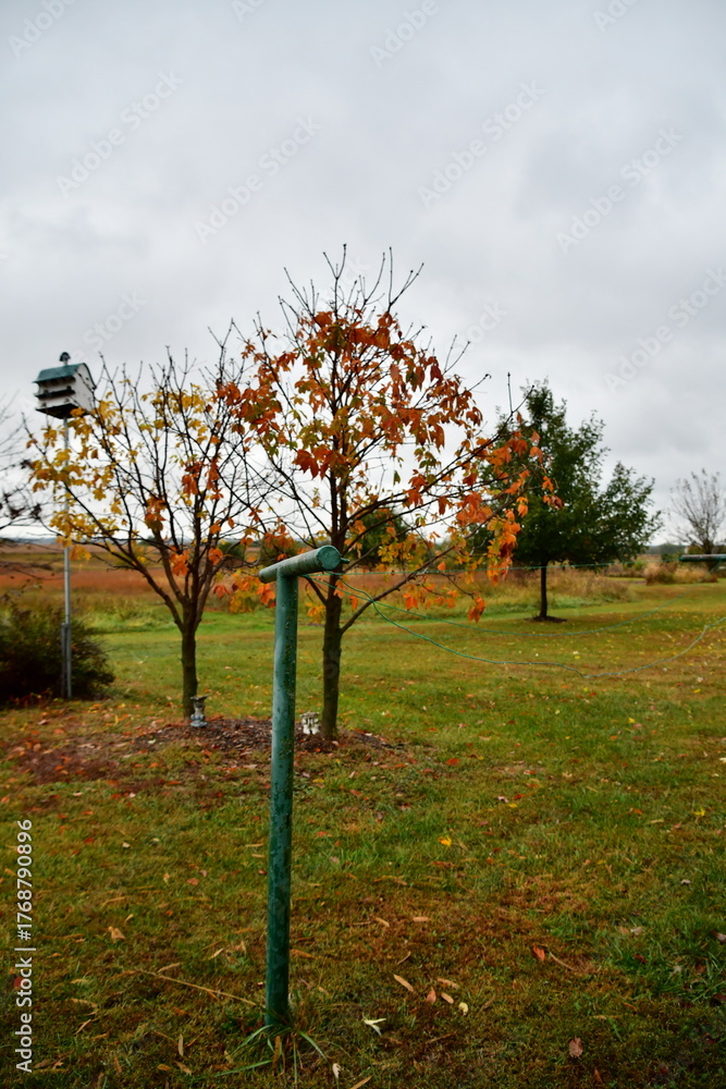 Fototapeta premium Trees and Clothesline in a Yard