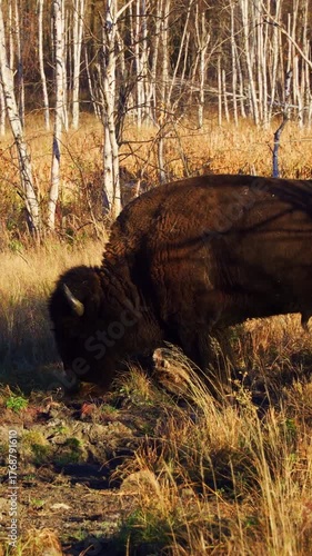 Solitary Bison Eating Grass with Golden Backlight in Nature
