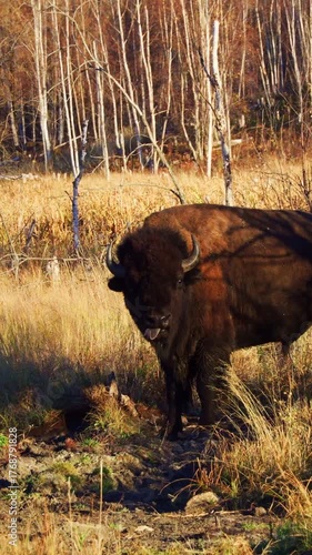 Solitary Bison Eating Grass with Golden Backlight in Nature
