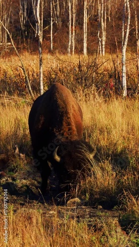 Solitary Bison Eating Grass with Golden Backlight in Nature
