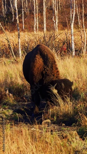 Solitary Bison Eating Grass with Golden Backlight in Nature
