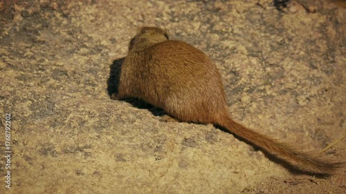 Dassie rat Petromus typicus or Noki, African rodent found among rocky outcroppings, similar habitats as hyrax, sometimes called rock rats, cute mouse like animal on the rock in Namibia. Feeds on rock.