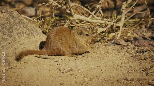 Dassie rat Petromus typicus or Noki, African rodent found among rocky outcroppings, similar habitats as hyrax, sometimes called rock rats, cute mouse like animal on the rock in Namibia. Feeds on rock.