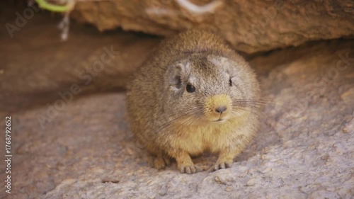 Dassie rat Petromus typicus or Noki, African rodent found among rocky outcroppings, similar habitats as hyrax, sometimes called rock rats, cute mouse like animal on the rock in Namibia. Feeds on rock.