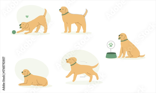 Golden retriever dog poses and activities collection